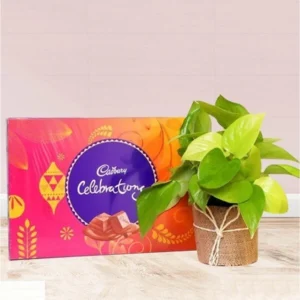 Money plant with Cadbury Celebration box for same day delivery in Burdwan